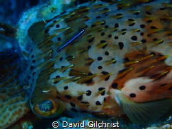 A neon Goby cleans a Balloonfish as it lies unmoving on t... by David Gilchrist 